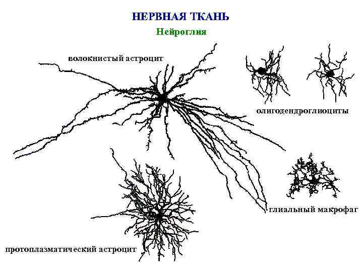 НЕРВНАЯ ТКАНЬ Нейроглия волокнистый астроцит олигодендроглиоциты глиальный макрофаг протоплазматический астроцит 