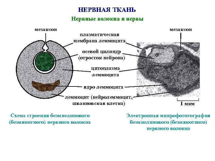 НЕРВНАЯ ТКАНЬ Нервные волокна и нервы мезаксон плазматическая мембрана леммоцита осевой цилиндр (отросток нейрона)