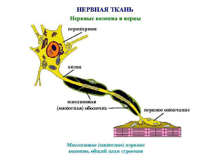 НЕРВНАЯ ТКАНЬ Нервные волокна и нервы перикарион аксон миелиновая (мякотная) оболочка нервное окончание Миелиновое