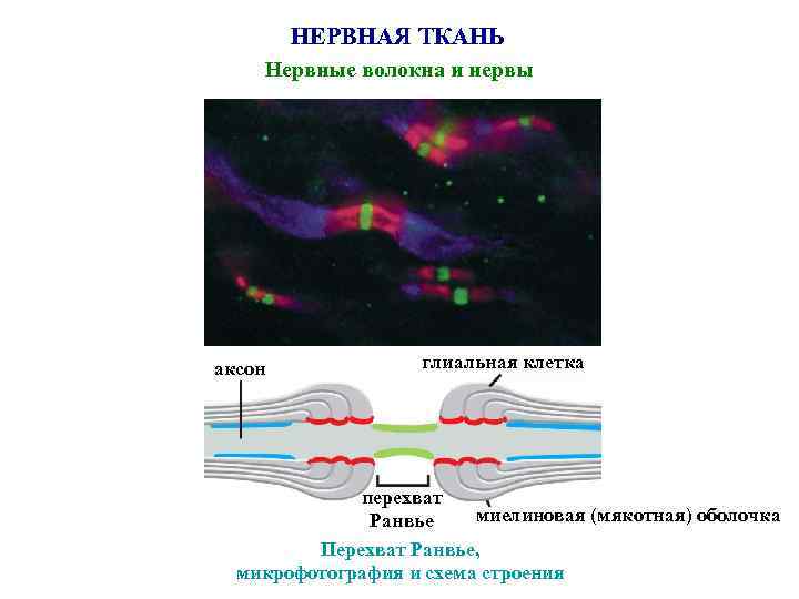 Миелиновая оболочка фото