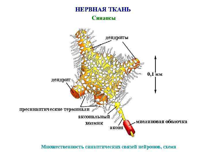 НЕРВНАЯ ТКАНЬ Синапсы дендрит пресинаптические терминали аксональный холмик аксон 0, 1 мм миелиновая оболочка