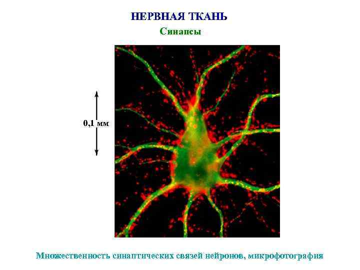 НЕРВНАЯ ТКАНЬ Синапсы 0, 1 мм Множественность синаптических связей нейронов, микрофотография 