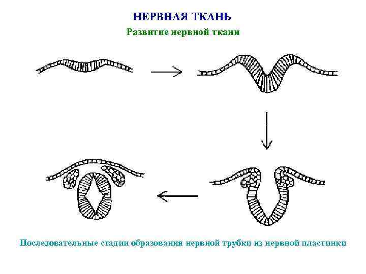 Презентация нервные ткани