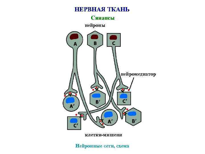 НЕРВНАЯ ТКАНЬ Синапсы нейроны нейромедиатор клетки-мишени Нейронные сети, схема 
