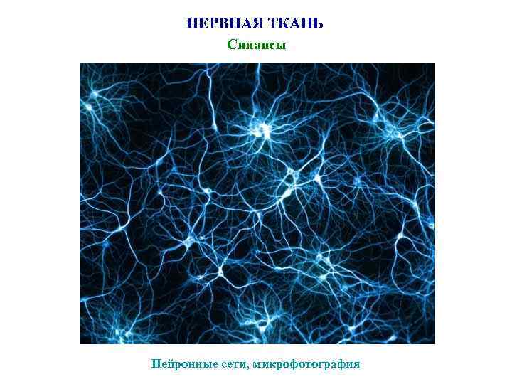 НЕРВНАЯ ТКАНЬ Синапсы Нейронные сети, микрофотография 