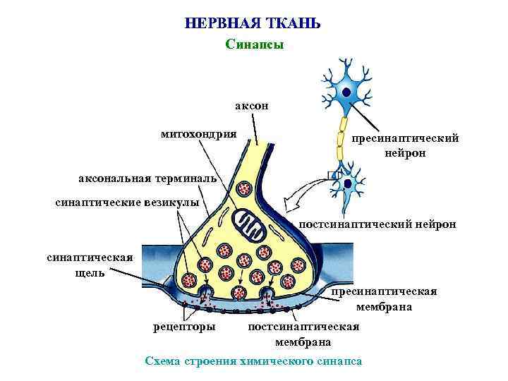 НЕРВНАЯ ТКАНЬ Синапсы аксон митохондрия пресинаптический нейрон аксональная терминаль синаптические везикулы постсинаптический нейрон синаптическая