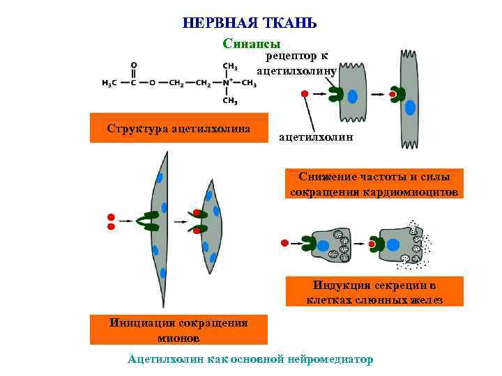 НЕРВНАЯ ТКАНЬ Синапсы рецептор к ацетилхолину Структура ацетилхолин Снижение частоты и силы сокращения кардиомиоцитов