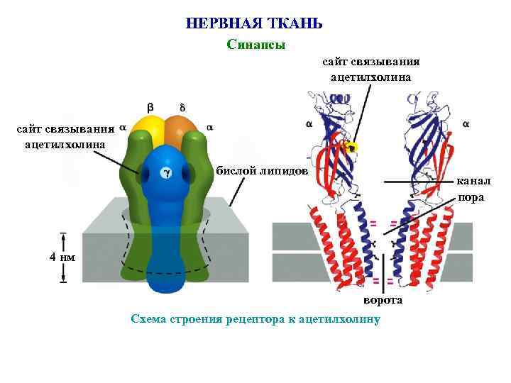 Презентация нервные ткани