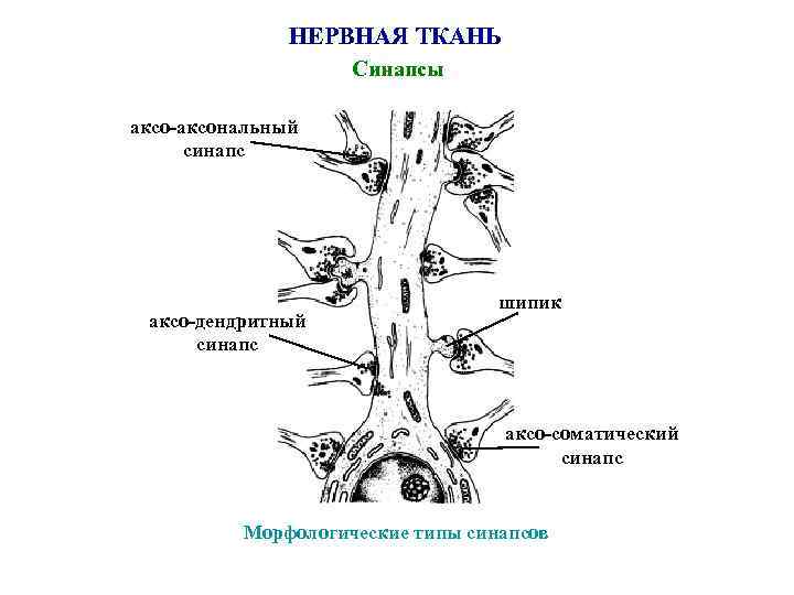НЕРВНАЯ ТКАНЬ Синапсы аксо-аксональный синапс аксо-дендритный синапс шипик аксо-соматический синапс Морфологические типы синапсов 