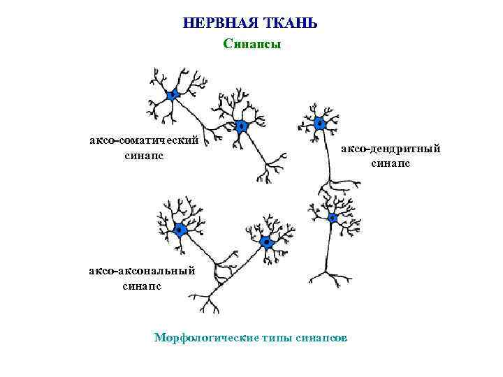 НЕРВНАЯ ТКАНЬ Синапсы аксо-соматический синапс аксо-дендритный синапс аксо-аксональный синапс Морфологические типы синапсов 