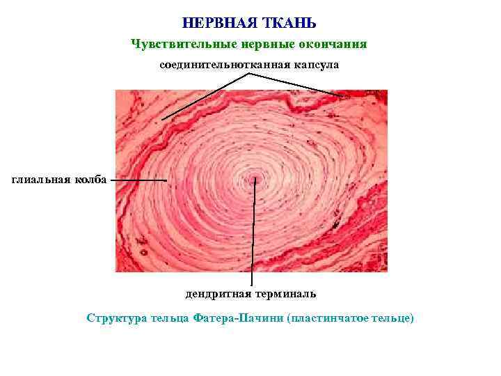 НЕРВНАЯ ТКАНЬ Чувствительные нервные окончания соединительнотканная капсула глиальная колба дендритная терминаль Структура тельца Фатера-Пачини