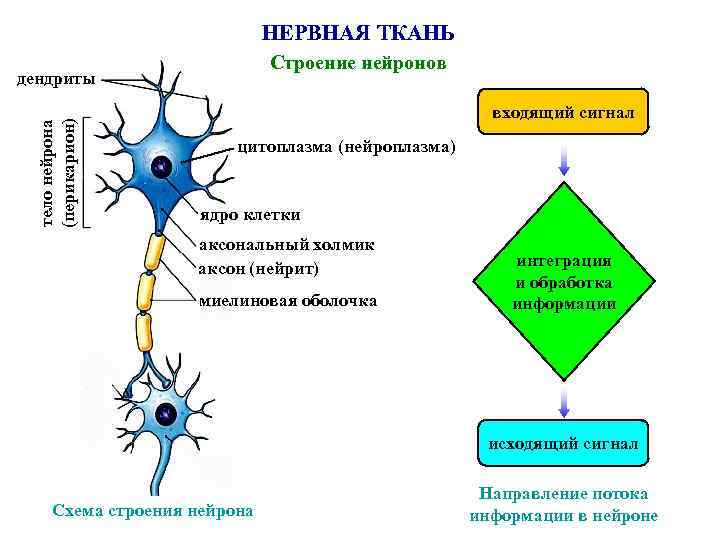 На рисунке представлен нейрон нервная ткань головной мозг и нервная система человека какое общее огэ