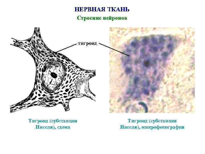 Презентация нервные ткани