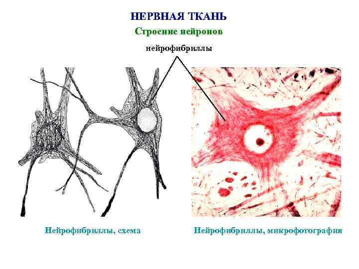 Нервная ткань картинки егэ