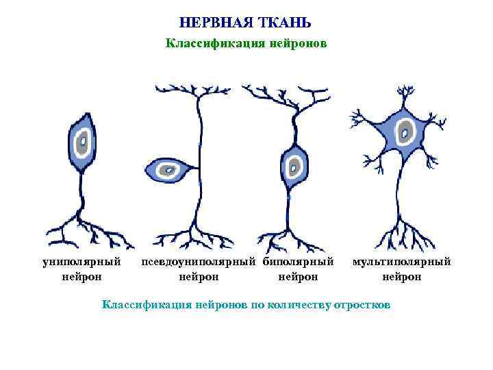 Псевдоуниполярный нейрон обозначен на рисунке буквой