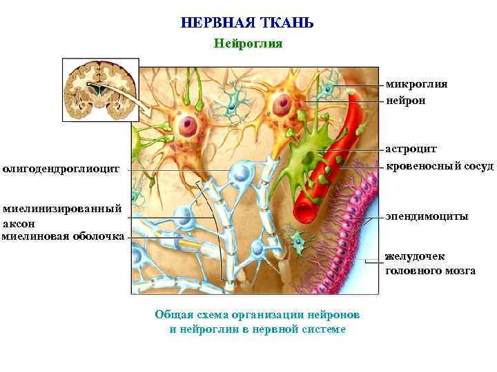 Нейроглия головного мозга