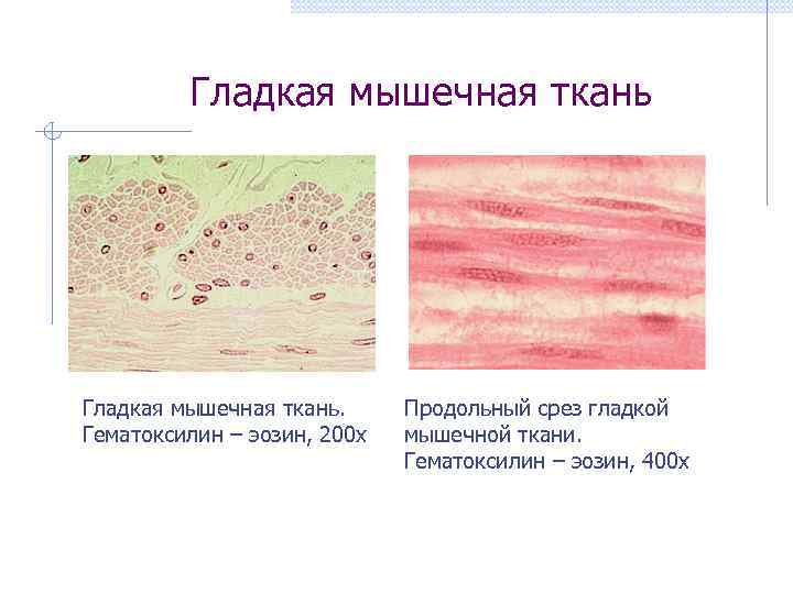 Гладкая мышечная ткань. Гематоксилин – эозин, 200 х Продольный срез гладкой мышечной ткани. Гематоксилин