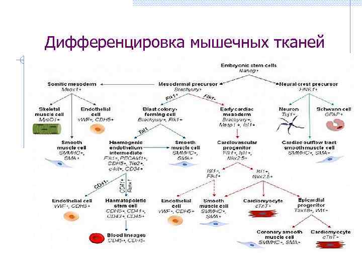  Дифференцировка мышечных тканей 