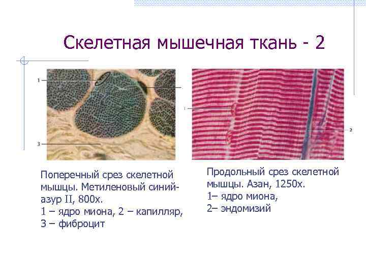 Скелетная мышечная ткань - 2 Поперечный срез скелетной мышцы. Метиленовый синийазур II, 800 х.