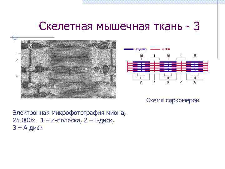 Скелетная мышечная ткань - 3 Схема саркомеров Электронная микрофотография миона, 25 000 х. 1