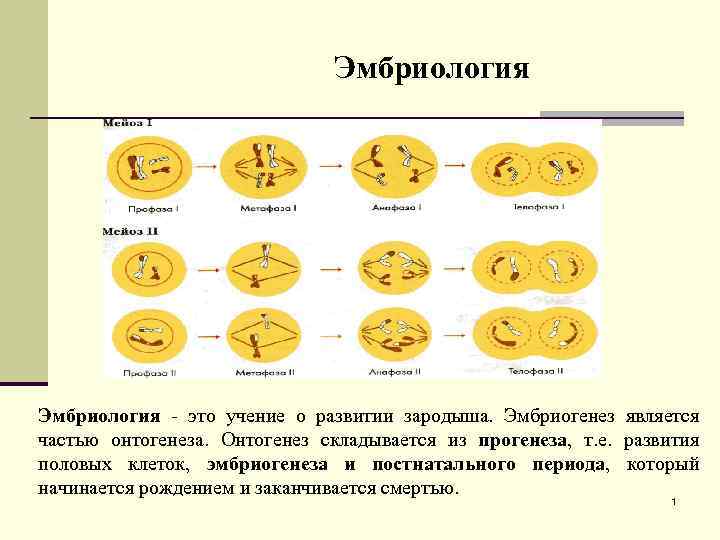 Эмбриология - это учение о развитии зародыша. Эмбриогенез является частью онтогенеза. Онтогенез складывается из