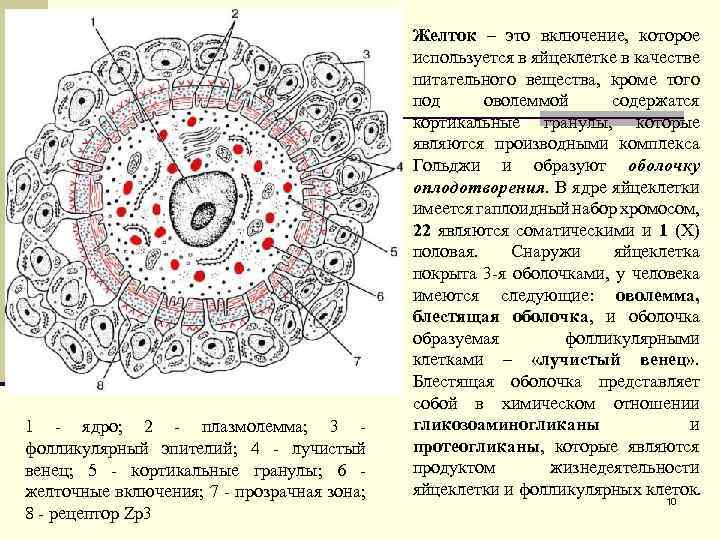 1 - ядро; 2 - плазмолемма; 3 - фолликулярный эпителий; 4 - лучистый венец;