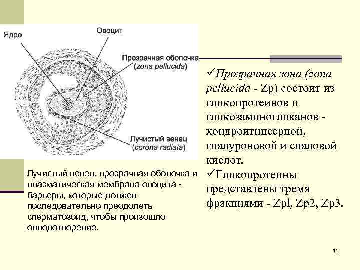 Лучистый венец, прозрачная оболочка и плазматическая мембрана овоцита - барьеры, которые должен последовательно преодолеть