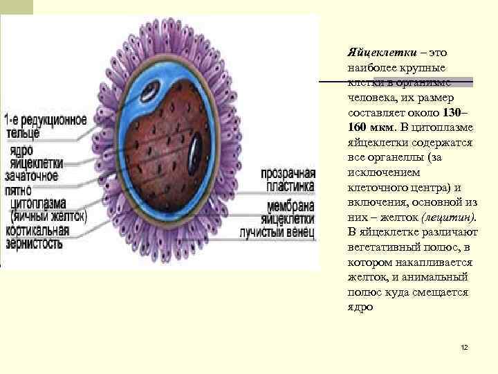 Эмбриогенез 10 класс презентация