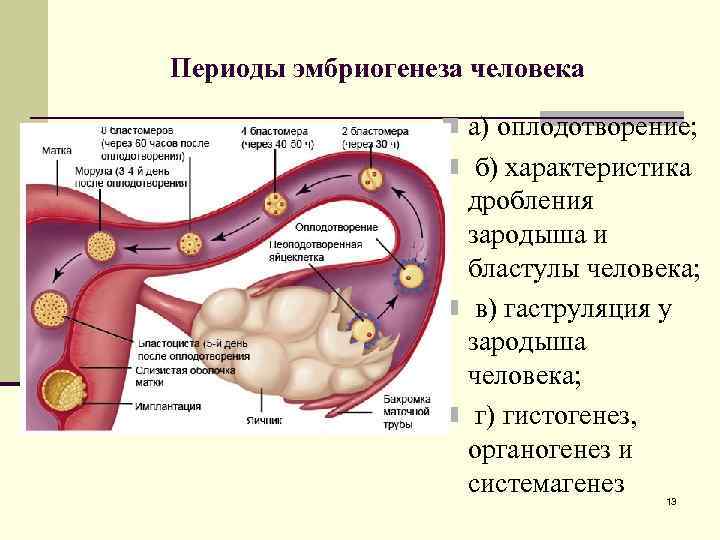 Схема оплодотворения дробления и имплантации у человека