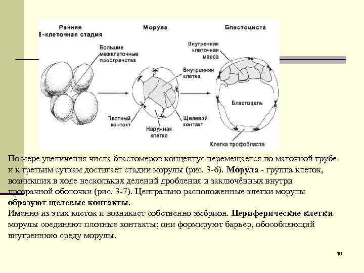 По мере увеличения числа бластомеров концептус перемещается по маточной трубе и к третьим суткам