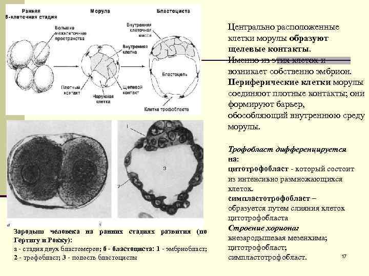 Центрально расположенные клетки морулы образуют щелевые контакты. Именно из этих клеток и возникает собственно