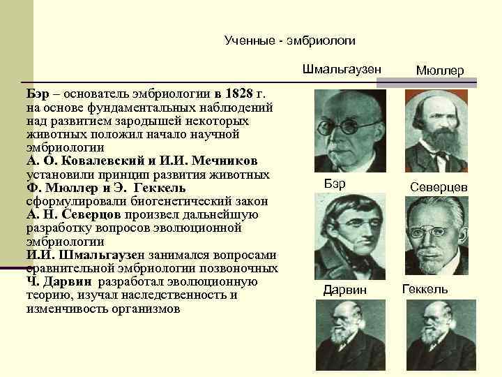 Ученные - эмбриологи Шмальгаузен Бэр – основатель эмбриологии в 1828 г. на основе фундаментальных