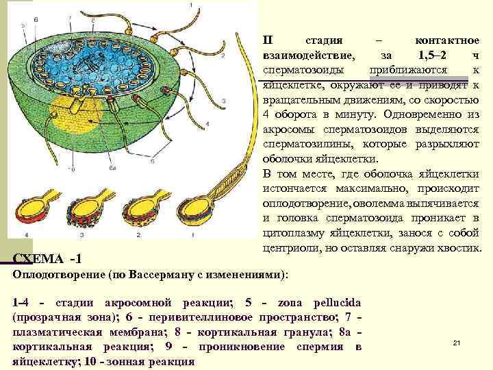 СХЕМА -1 II стадия – контактное взаимодействие, за 1, 5– 2 ч сперматозоиды приближаются