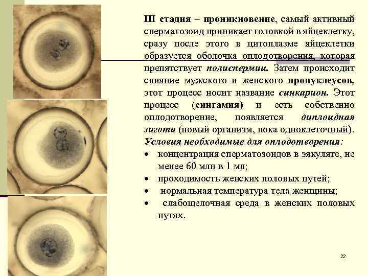 III стадия – проникновение, самый активный сперматозоид приникает головкой в яйцеклетку, сразу после этого