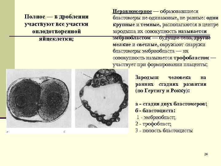 Полное — в дроблении участвуют все участки оплодотворенной яйцеклетки; Неравномерное — образовавшиеся бластомеры не