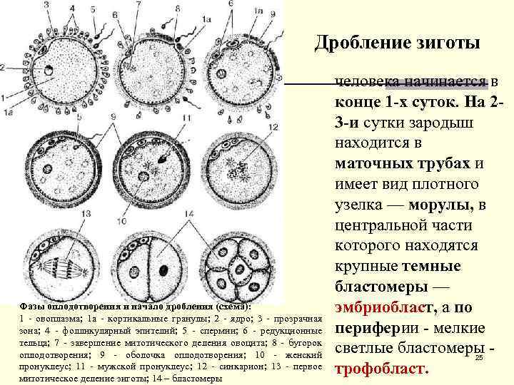 Схема дробления