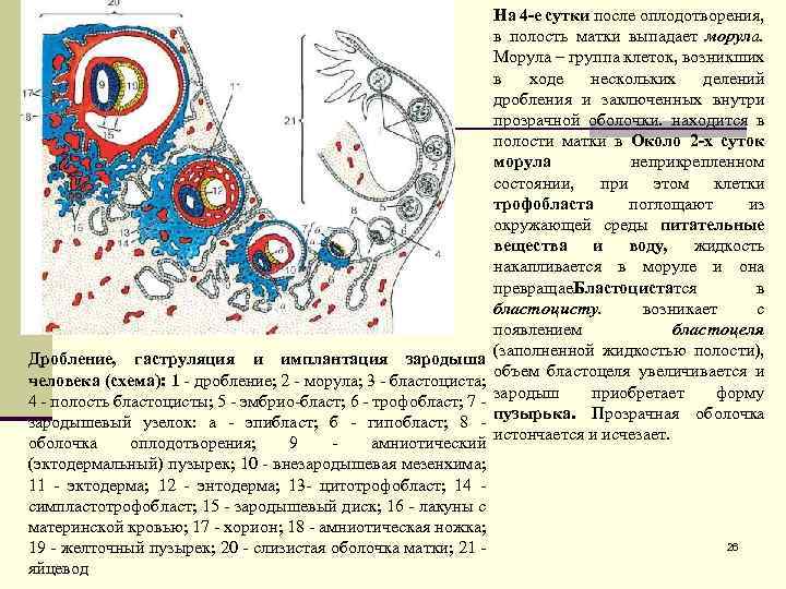 На 4 -е сутки после оплодотворения, в полость матки выпадает морула. Морула – группа