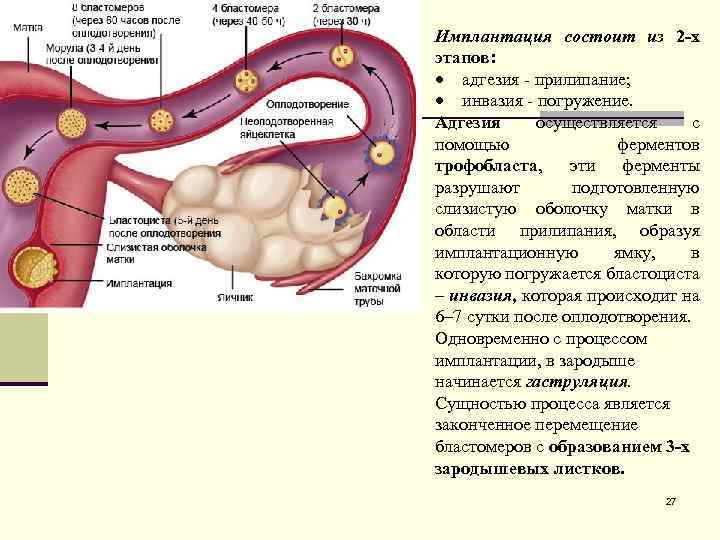 Имплантация состоит из 2 -х этапов: адгезия - прилипание; инвазия - погружение. Адгезия осуществляется