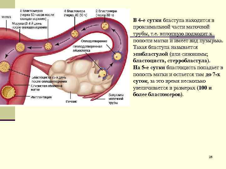 В 4 -е сутки бластула находится в проксимальной части маточной трубы, т. е. вплотную