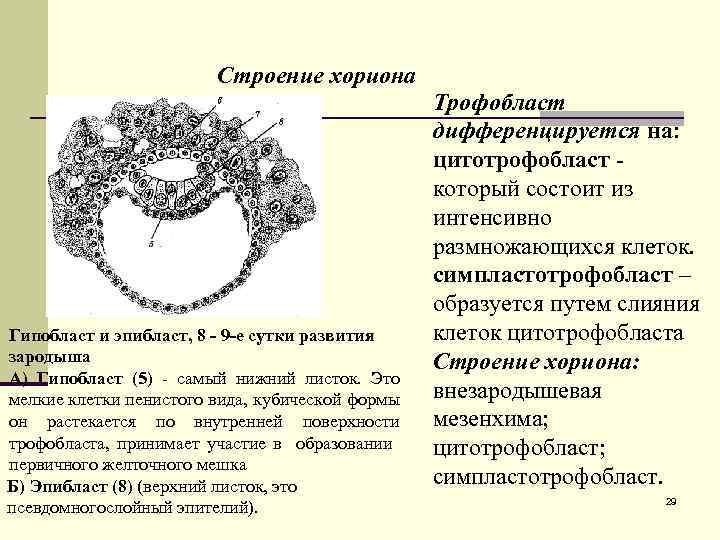 Строение хориона : Гипобласт и эпибласт, 8 - 9 -е сутки развития зародыша А)