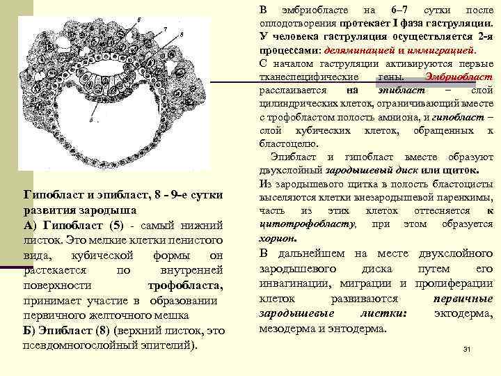 Гипобласт и эпибласт, 8 - 9 -е сутки развития зародыша А) Гипобласт (5) -