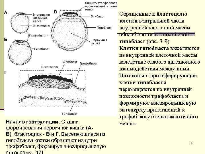 Эмбриогенез человека гистология презентация