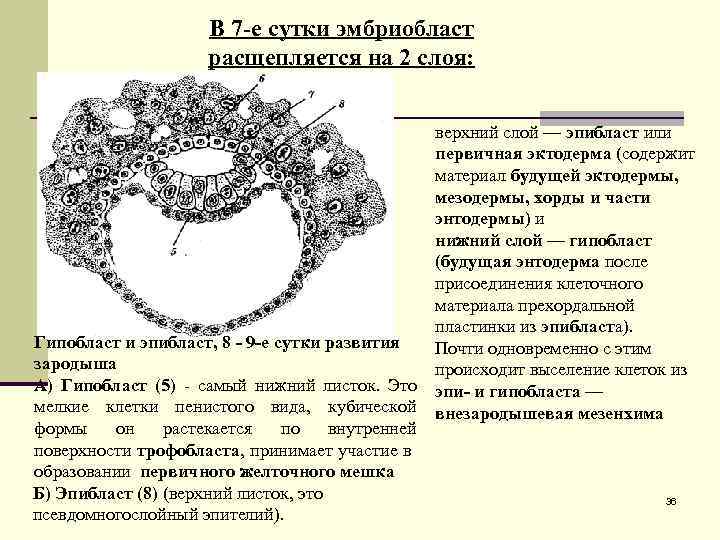 В 7 -е сутки эмбриобласт расщепляется на 2 слоя: верхний слой — эпибласт или