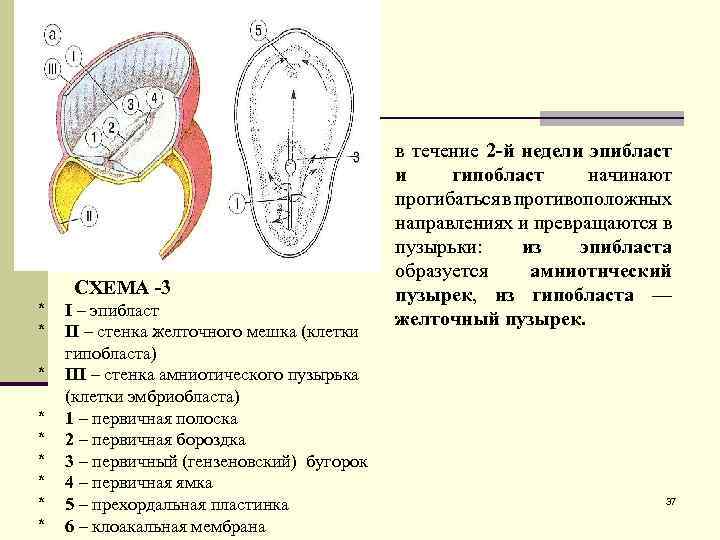 СХЕМА -3 * * * * * I – эпибласт II – стенка желточного