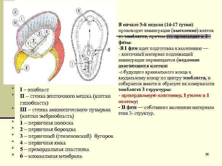 * * * * * I – эпибласт II – стенка желточного мешка (клетки