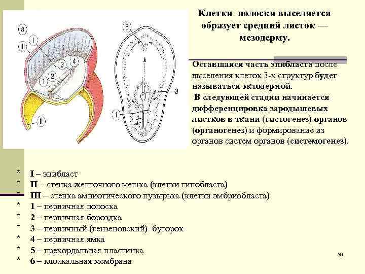 Эмбриогенез презентация 9 класс