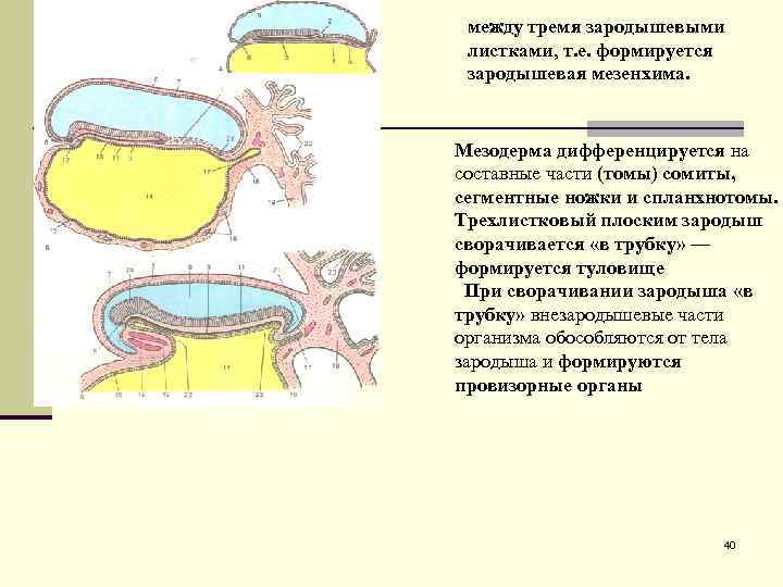 между тремя зародышевыми листками, т. е. формируется зародышевая мезенхима. Мезодерма дифференцируется на составные части