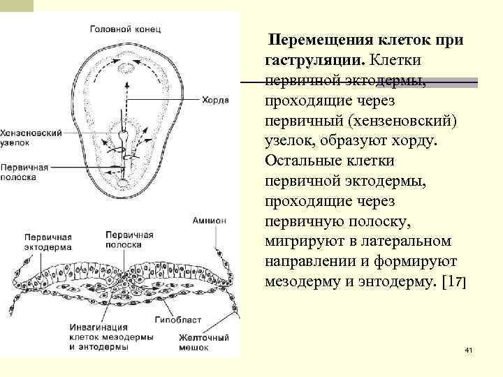  Перемещения клеток при гаструляции. Клетки первичной эктодермы, проходящие через первичный (хензеновский) узелок, образуют