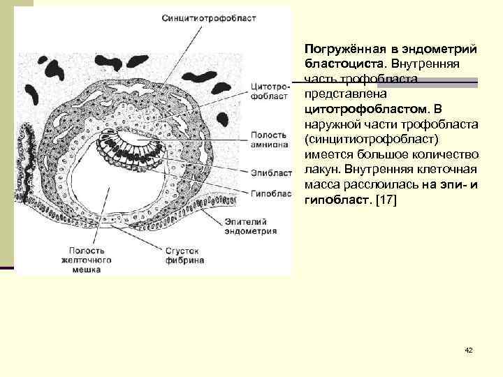 Погружённая в эндометрий бластоциста. Внутренняя часть трофобласта представлена цитотрофобластом. В наружной части трофобласта (синцитиотрофобласт)