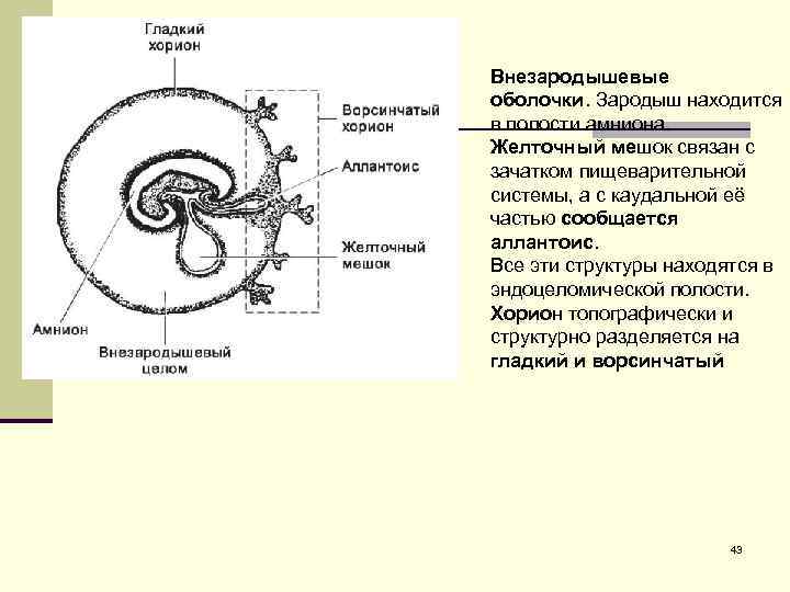 Внезародышевые оболочки. Зародыш находится в полости амниона. Желточный мешок связан с зачатком пищеварительной системы,